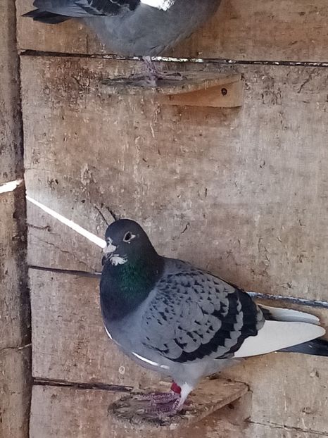 Femelă - 2024 - Perechea 10