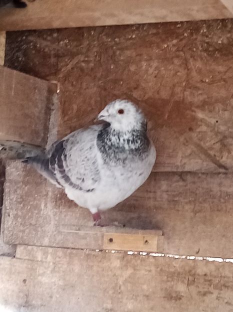 Femelă - 2024 - Arhiva-amintiri