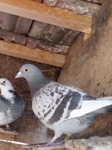 Femelă - 2024 - Perechea 17