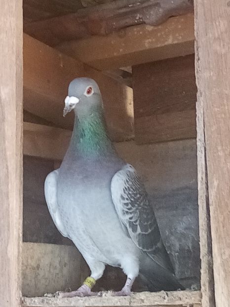 Mascul - 2024 - Arhiva-amintiri