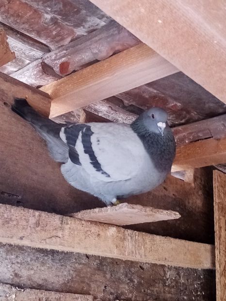 Mascul - 2024 - Arhiva-amintiri