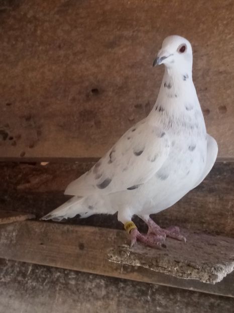 Femelă - 2024 - Arhiva-amintiri