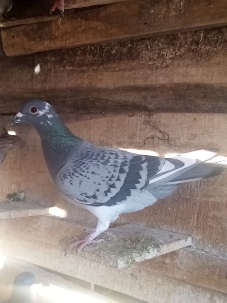 Femelă - 2024 - perechea 7