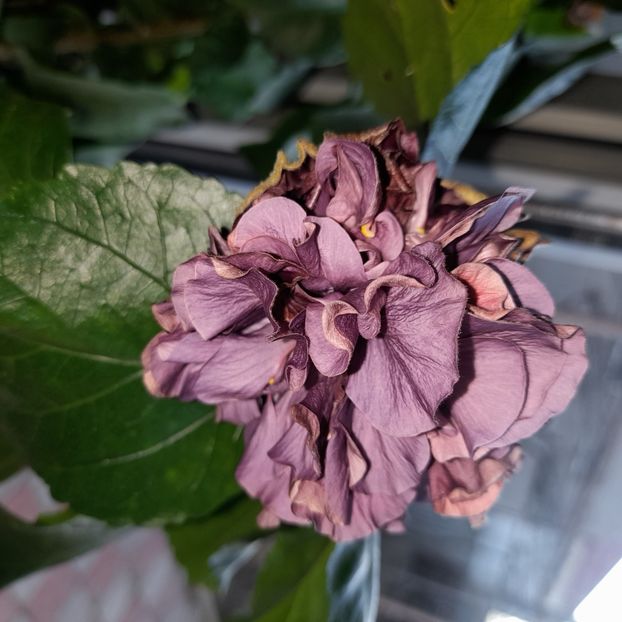 17.01.2025 - HIBISCUSI 2025-1