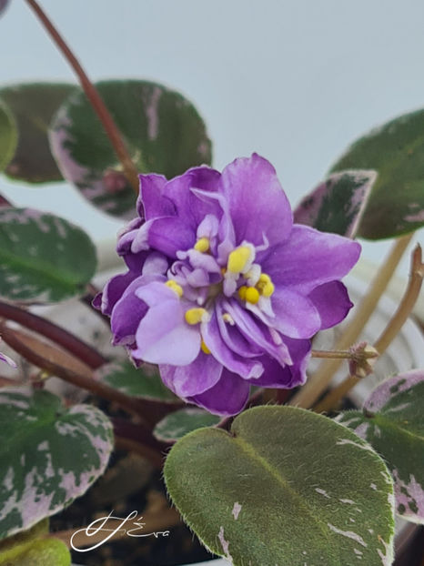  - LE-Gornaya Lavanda