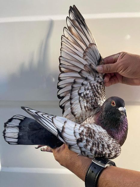  - Nu îmi aparțin 8