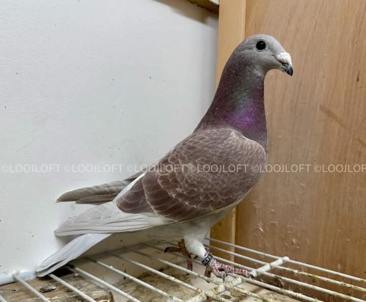  - Nu îmi aparțin 8