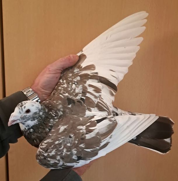  - Nu îmi aparțin 8