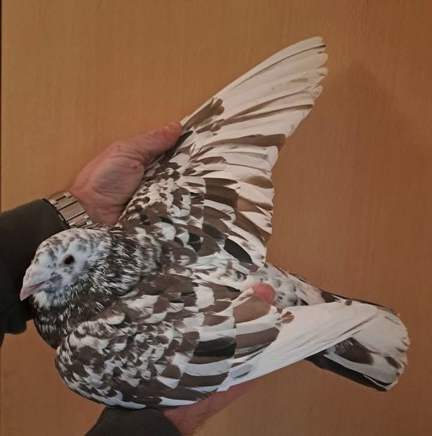  - Nu îmi aparțin 8