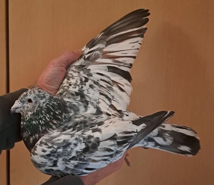  - Nu îmi aparțin 8