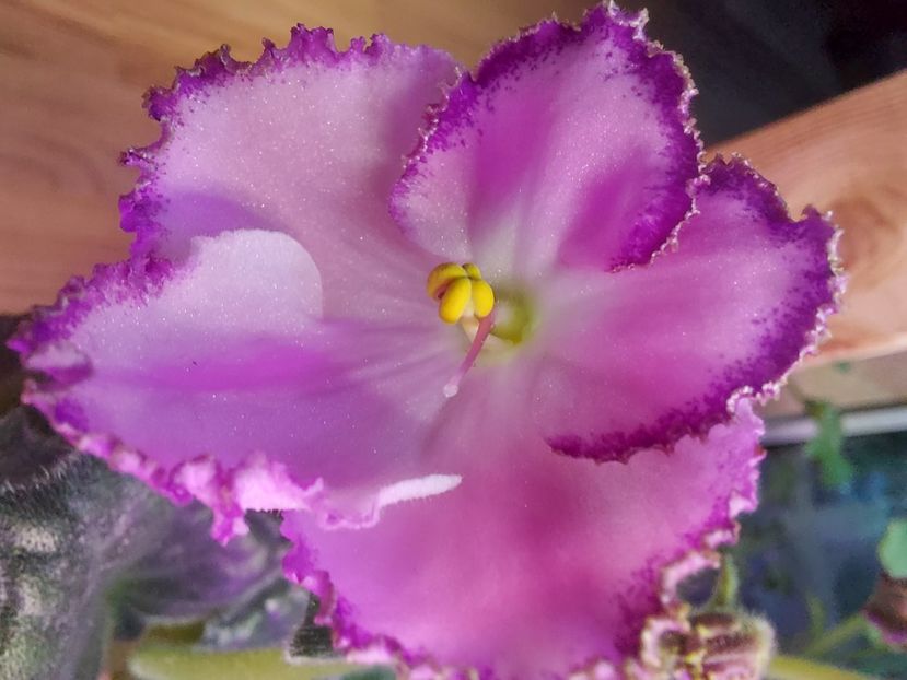  - Violeta LE Mon Sen Mishel