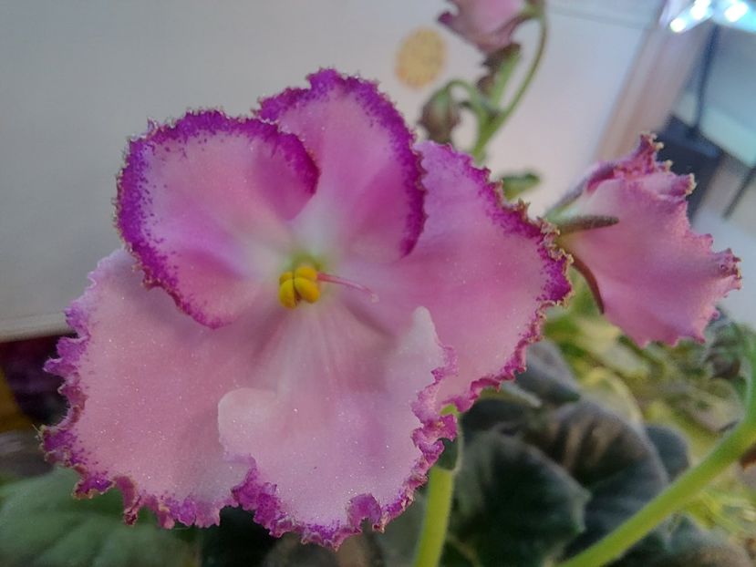  - Violeta LE Mon Sen Mishel