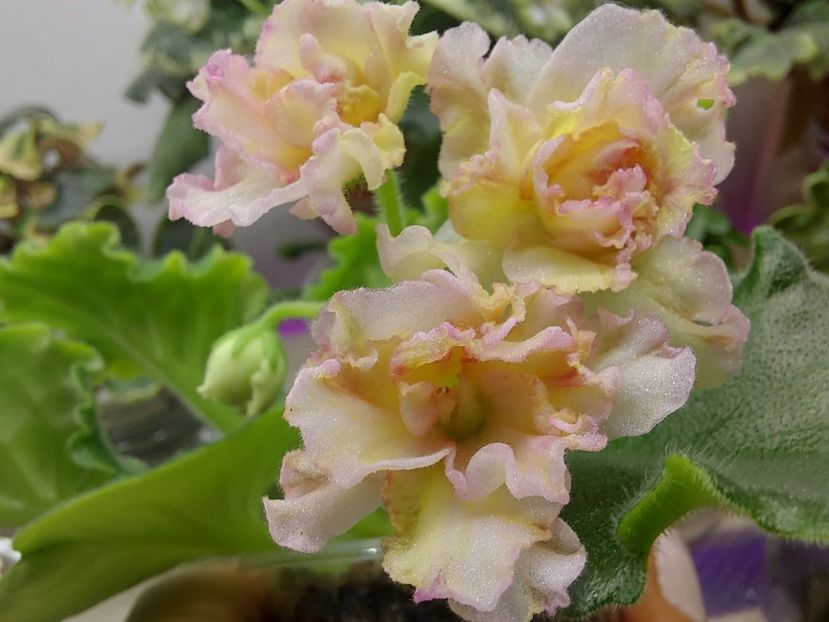  - Violeta AV-Zheltiye Rosy