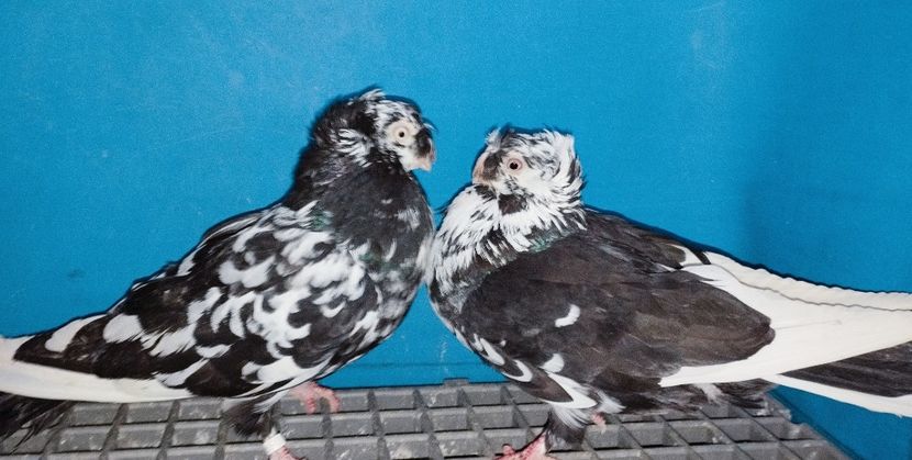 Perechea  1 - A - Perechi 2025