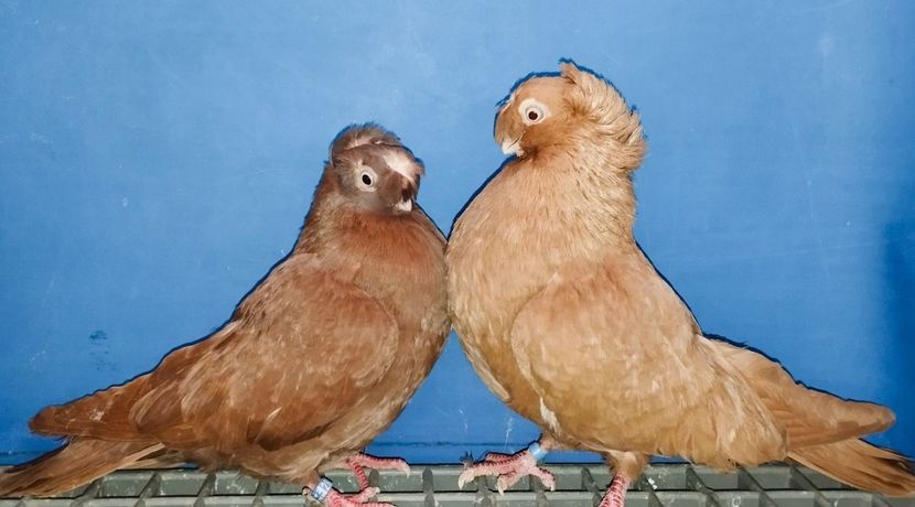 Perechea  10 - A - Perechi 2025