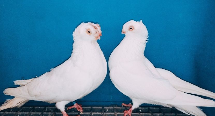 Perechea  17 - A - Perechi 2025