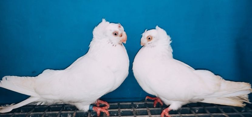 Perechea  20 - A - Perechi 2025