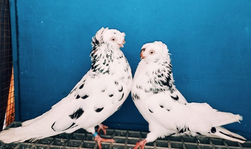 Perechea  9 - A - Perechi 2025