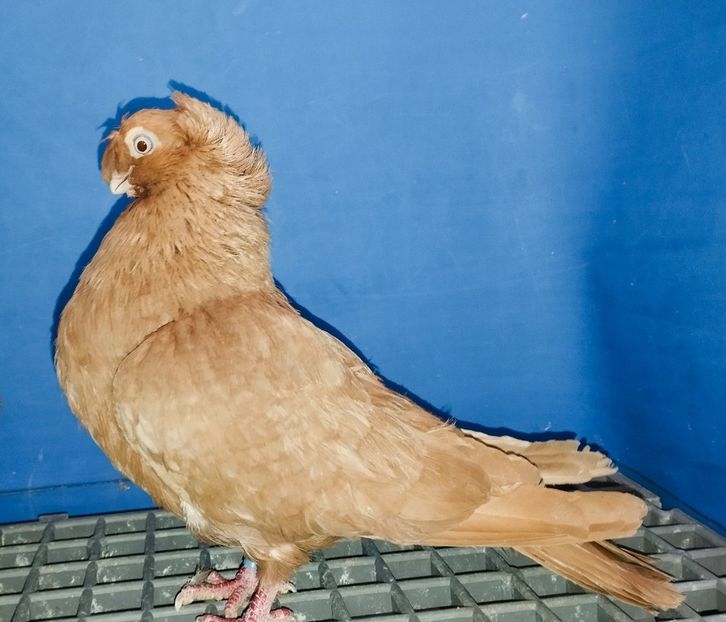 7116  Mascul. 2018 - Jucători Bimoțați de Ardeal