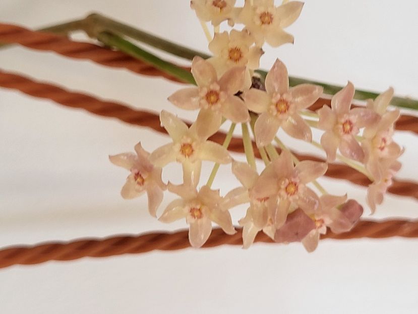  - Hoya Latifolia snow queen