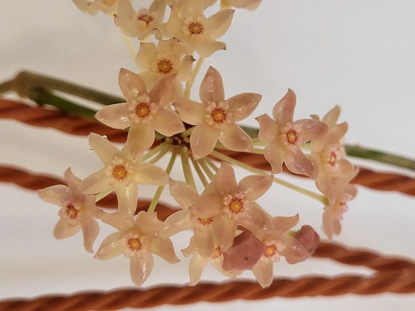  - Hoya Latifolia snow queen