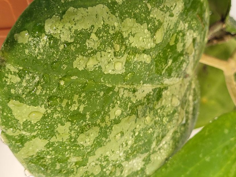  - Hoya Latifolia snow queen