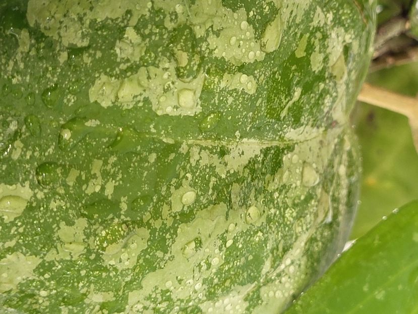  - Hoya Latifolia snow queen