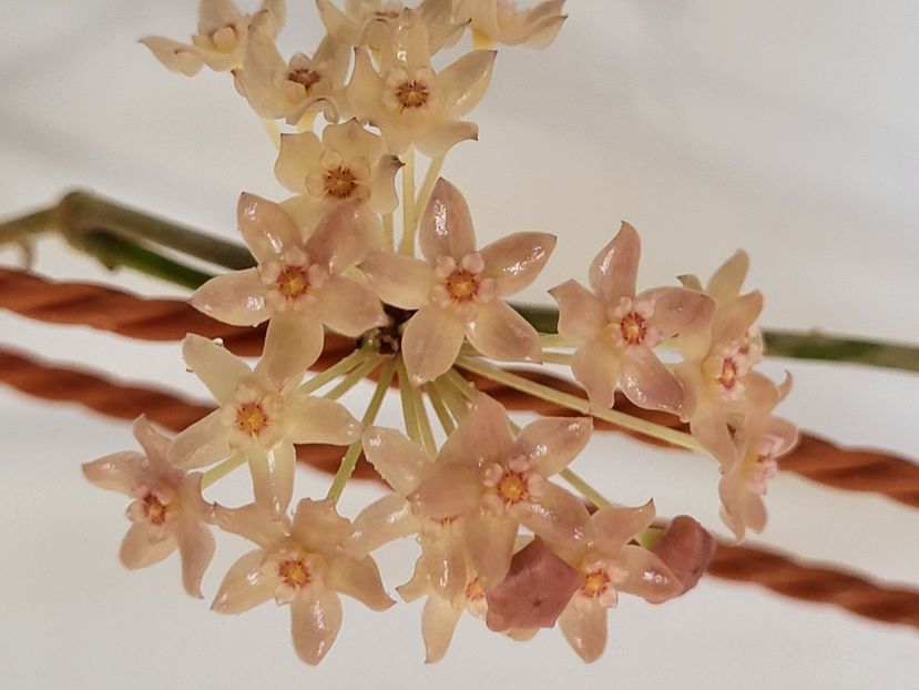  - Hoya Latifolia snow queen