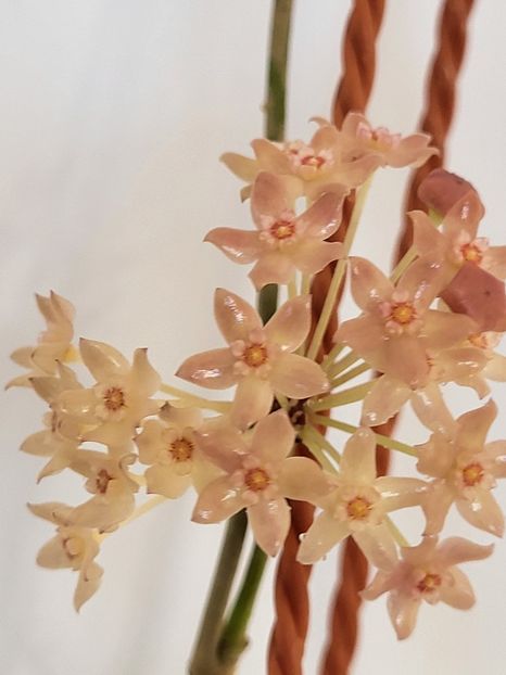  - Hoya Latifolia snow queen