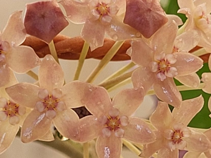  - Hoya Latifolia snow queen