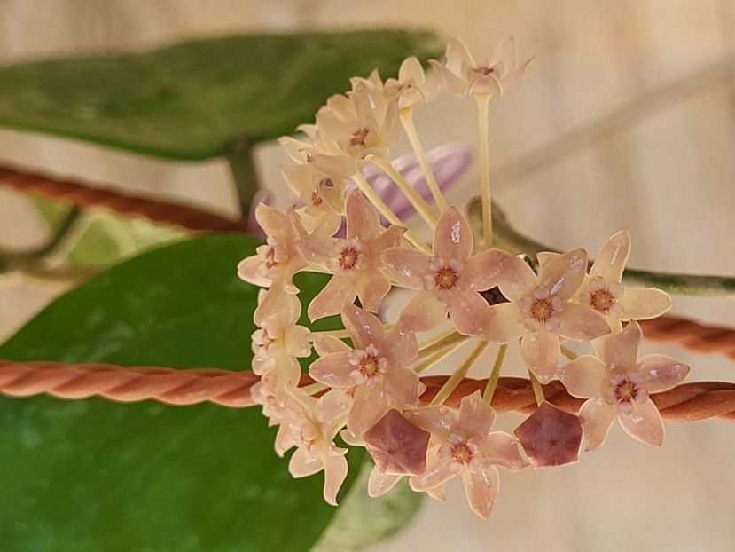  - Hoya Latifolia snow queen