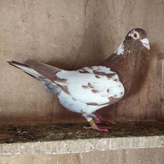 Femela 24-423 GB - Meulemans