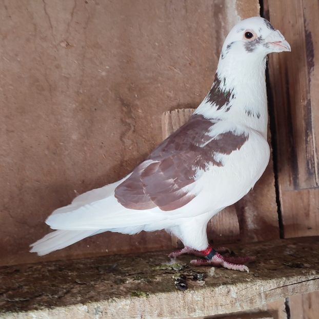 Mascul 22-595 - Bălțat rosu