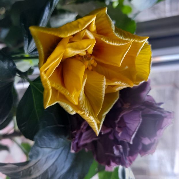  - Chis Garden Forest Rhapsody