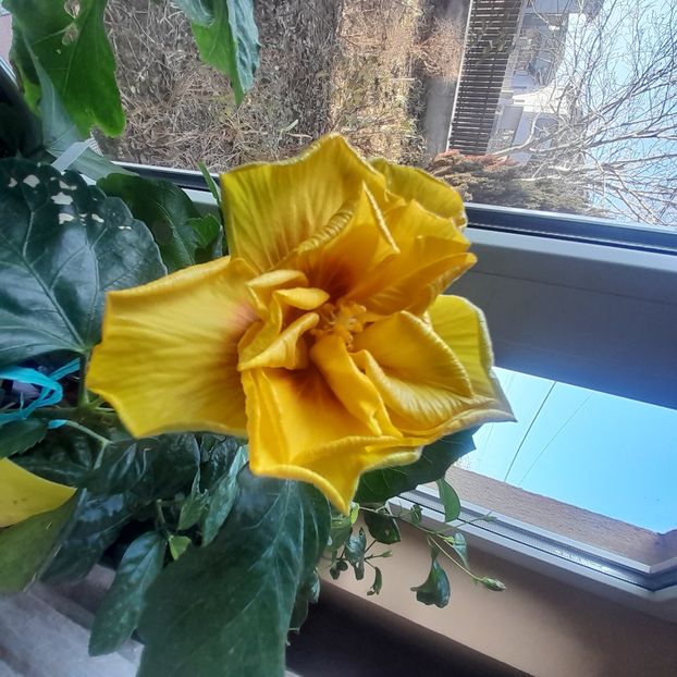  - Chis Garden Forest Rhapsody