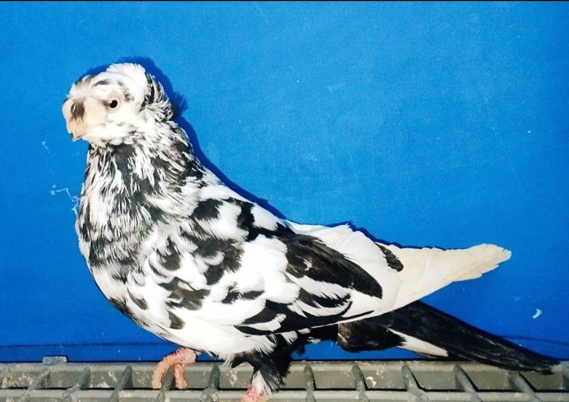 8667  Femelă  2020 - Jucători Bimoțați de Ardeal