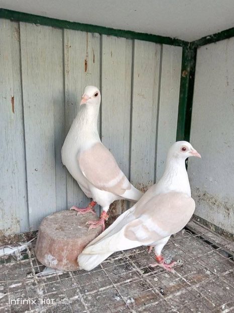  - Nu îmi aparțin 8