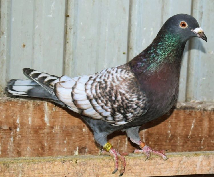  - Nu îmi aparțin 8