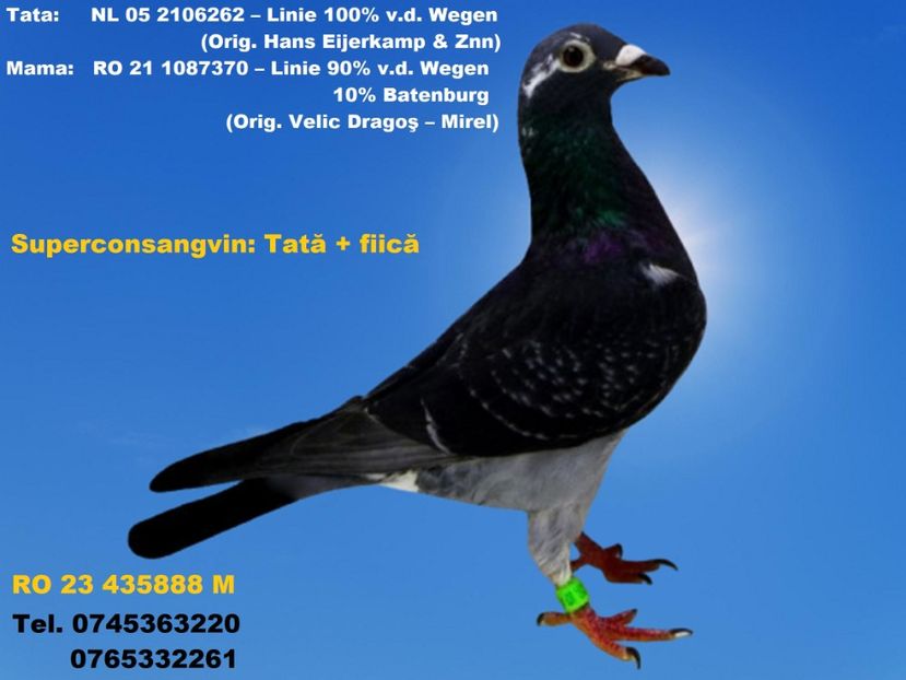 RO 23 435888 M REZERVAT LUGOJ Pret fix 150 Lei + transportul - ARHIVA