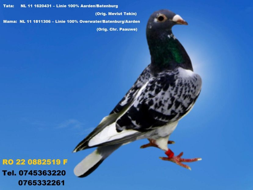 RO 22 0882519 F PRET fix 150 Lei + transportul - PENTRU POSTAT SI REPOSTAT