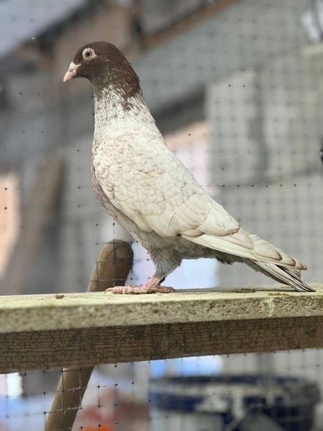  - Nu îmi aparțin 8