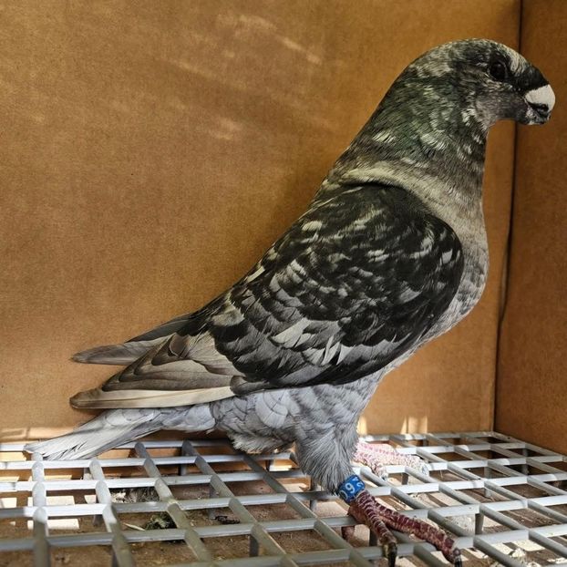  - Nu îmi aparțin 8