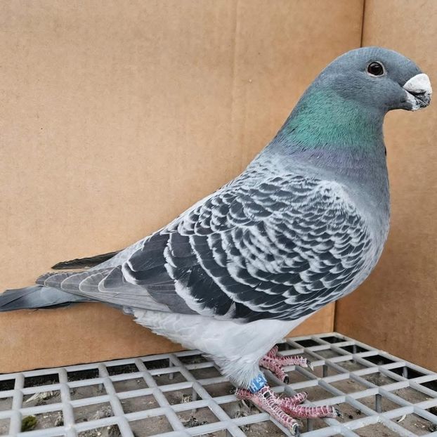  - Nu îmi aparțin 8