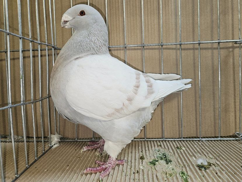 FEMELA 2022 - 1003 - MATCA FEMELE AGH 2025