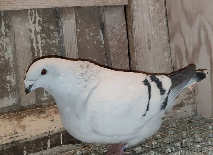 15 ® - b- SAMICZKI-Females