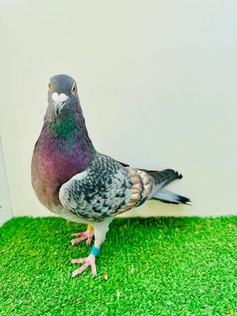  - Nu îmi aparțin 8