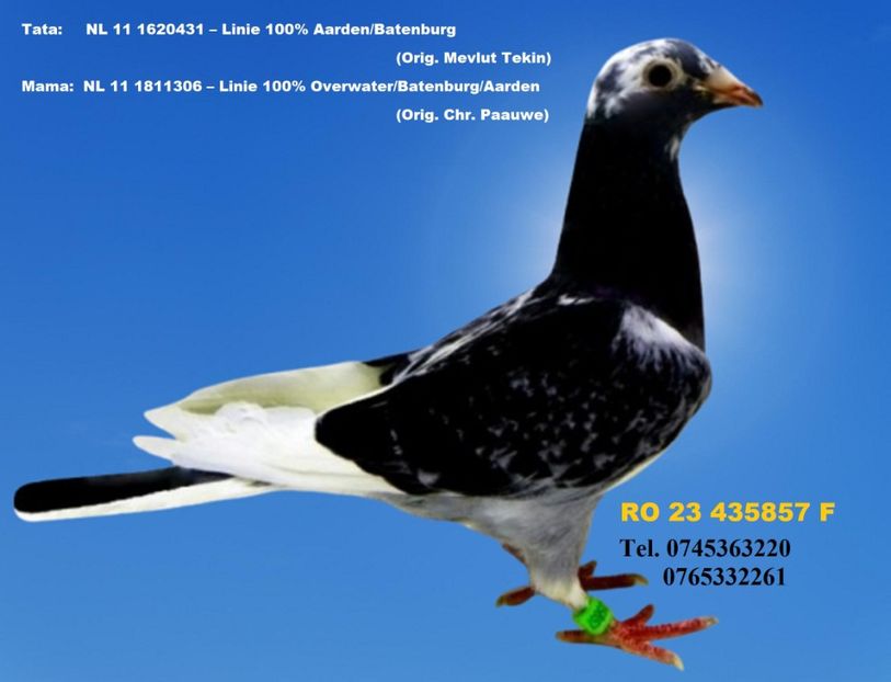 RO 23 435857 F PRET 150 Lei + transportul - 11 PORUMBEI - FEMELE - DISPONIBILE DIN ANII 2016 2017 2018 2019 2020 2021