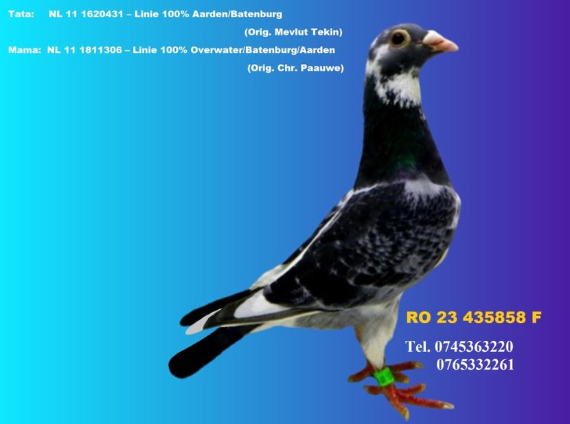 RO 23 435858 F REZERVATA HUSI PRET 150 Lei + transportul - ARHIVA