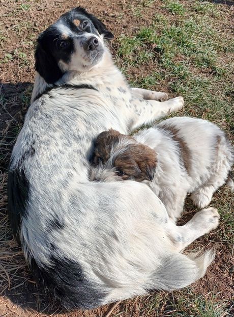  - AAAAAAAA__FLORA ȘI MUSTAȚĂ