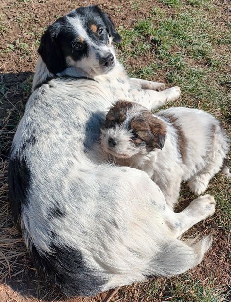  - AAAAAAAA__FLORA ȘI MUSTAȚĂ